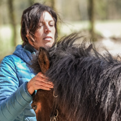 Physiotherapeutin für Pferde Antonia Farenholtz von Hestacare behandelt ein Islandpferd am Kopf