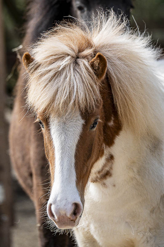 Dunkle Islandpferd Zuchtstute aus eigener Nachzucht bei Hestacare, Portrait im natürlichen Umfeld